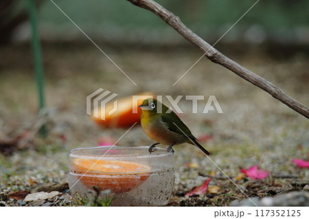 庭に飛んで来た鳥 メジロ、 庭に飛んで来た鳥 メジロ、 117352125