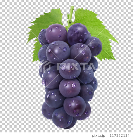 巨峰のイラスト リアル 葡萄 117352134