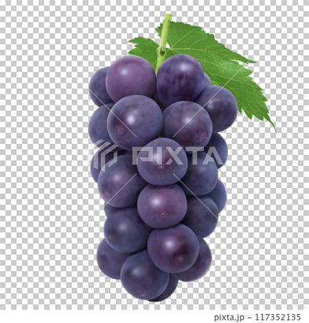 巨峰插畫真實葡萄 117352135