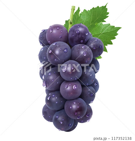 巨峰 イラスト リアル 葡萄 巨峰 イラスト リアル 葡萄 117352138
