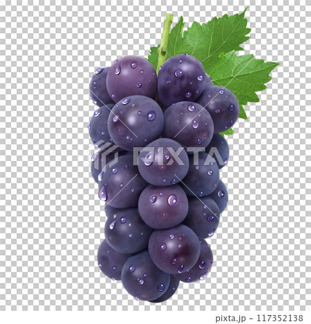巨峰 イラスト リアル 葡萄 巨峰 イラスト リアル 葡萄 117352138