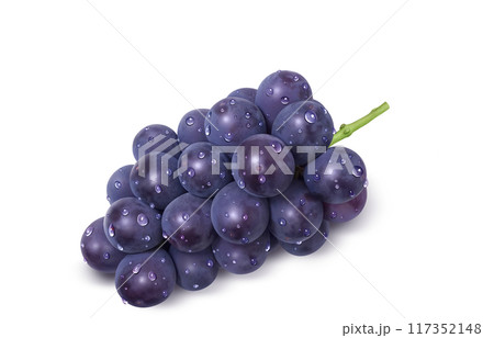 巨峰 イラスト リアル 葡萄 117352148