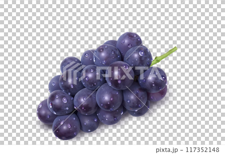 巨峰插畫真實葡萄 117352148