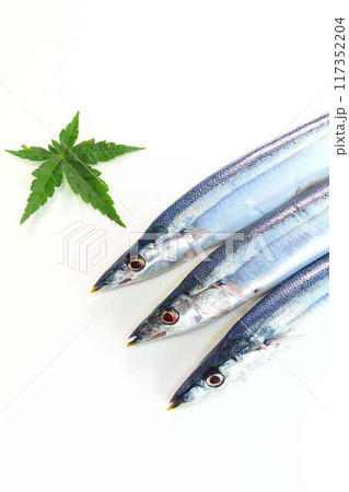 サンマ 秋刀魚 さんま サンマ 秋刀魚 さんま 117352204