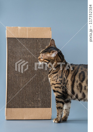 The cat rubs against the cardboard. The cat loves its cardboard toy. 117352384
