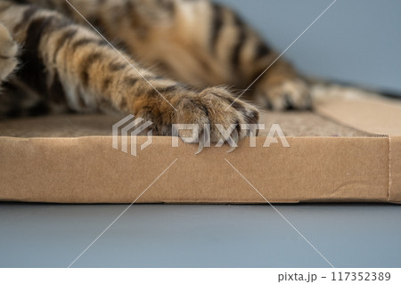 Close-up of cat claws. The cat uses a scratching post made of cardboard. An eco-friendly modern product. Close-up of cat claws. The cat uses a scratching post made of cardboard. An eco-friendly modern product. 117352389