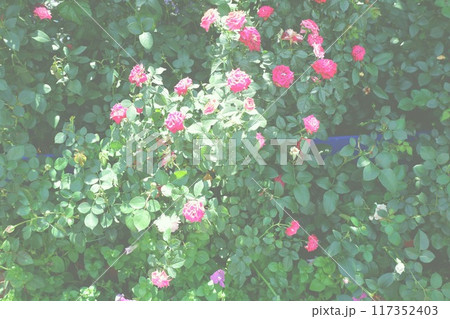 ぴんくのバラ ぴんくのバラ 117352403