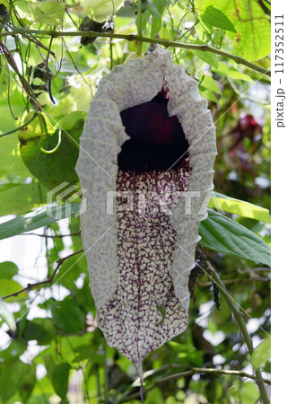 ペリカンバナ ペリカンバナ 117352511