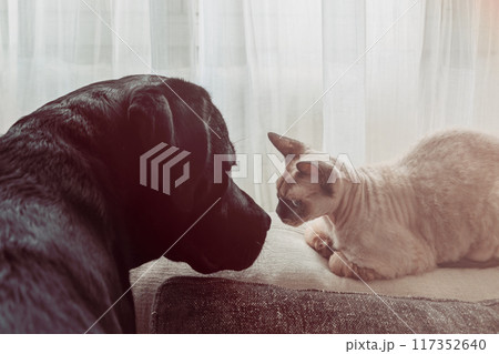 Black Labrador and Cornish Rex cat meet, exchanging looks in soft light 117352640