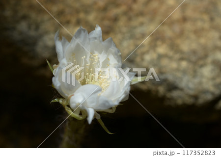サボテンの花 サボテンの花 117352823