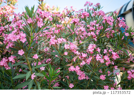 Flowers, Bush, Pink - A close-up image showcasing a vibrant pink flower bush in bloom. 117353572