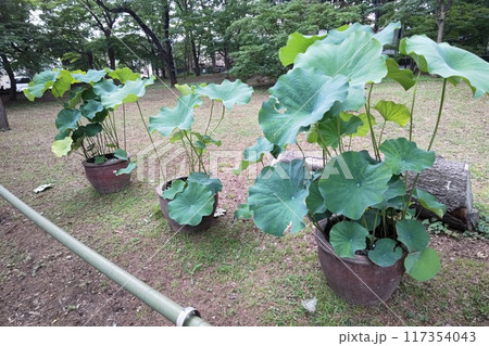 九品仏くほんぶつ　九品山唯在念佛院浄真寺　浄土宗　9体の阿弥陀如来像　梵鐘　東京都世田谷区奥沢   117354043