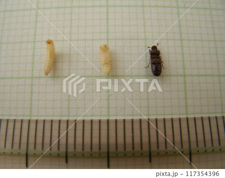 貯蔵穀類につく害虫、コクヌストモドキの幼虫・蛹・成虫の腹側 117354396