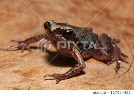 Close up of a frog on a green leaf in the rainforest Close up of a frog on a green leaf in the rainforest 117354482