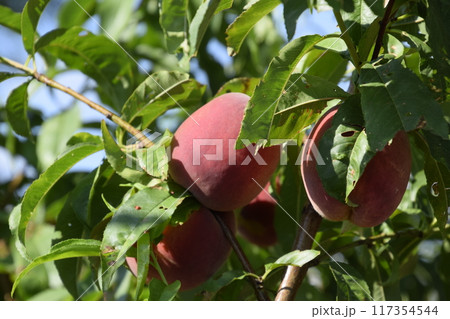 Bright red peach fruits on branches of the tree. Bright red peach fruits on branches of the tree. 117354544