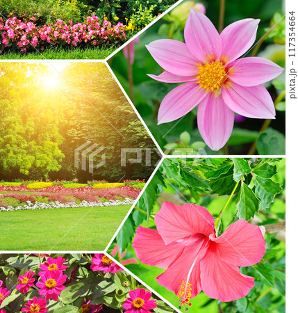 Colorful collage of flowers garden. Colorful collage of flowers garden. 117354664