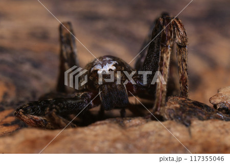 jumping spider on a branch in the rainforest  117355046