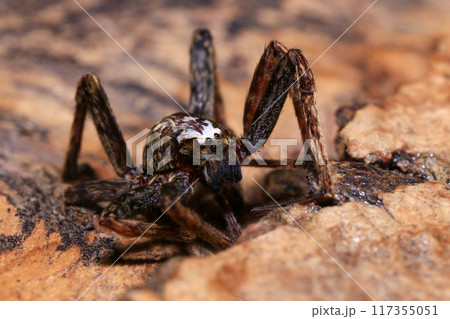 jumping spider on a branch in the rainforest  117355051