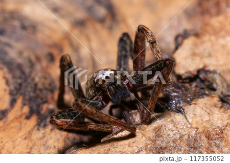 jumping spider on a branch in the rainforest  117355052