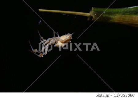 jumping spider on a branch in the rainforest jumping spider on a branch in the rainforest 117355066
