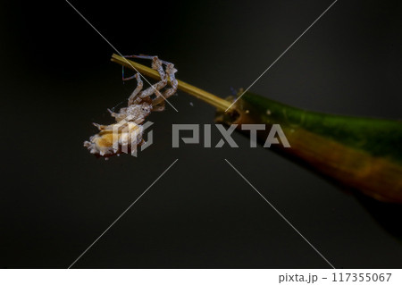 jumping spider on a branch in the rainforest  117355067