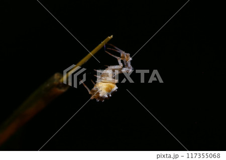 jumping spider on a branch in the rainforest  117355068