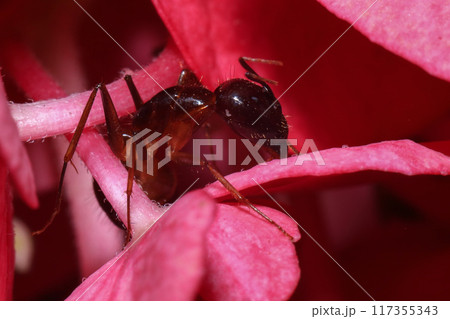 Red Ant on green leaf in the garden. Macro. Shallow depth of field 117355343