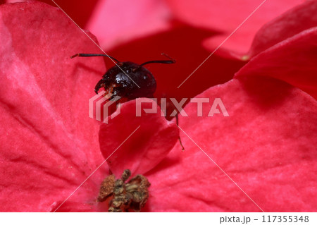Red Ant on green leaf in the garden. Macro. Shallow depth of field 117355348