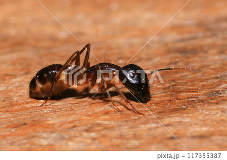 Red Ant on green leaf in the garden. Macro. Shallow depth of field 117355387