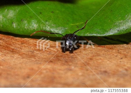 Red Ant on green leaf in the garden. Macro. Shallow depth of field 117355388