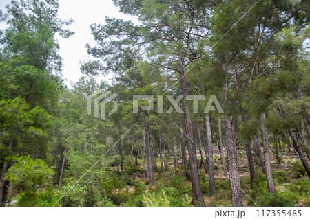 Cedar forest on hills, Coniferous trees in the mountains Cedar forest on hills, Coniferous trees in the mountains 117355485