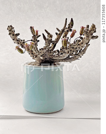 Tylecodon buchholzianus succulent in blue ceramic pot isolated on white background 117355608