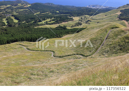 東伊豆町　細野高原のすすき　7 117356522