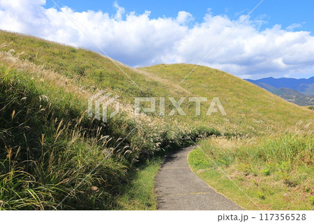 東伊豆町　細野高原のすすき　3 117356528