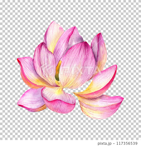 Lotus flower blooming watercolor illustration. Hand drawn pink water lily blossom floral clip art, zen and meditation symbol for spa salon, yoga center design. Label, logo for women care center. Lotus flower blooming watercolor illustration. Hand drawn pink water lily blossom floral clip art, zen and meditation symbol for spa salon, yoga center design. Label, logo for women care center. 117356539