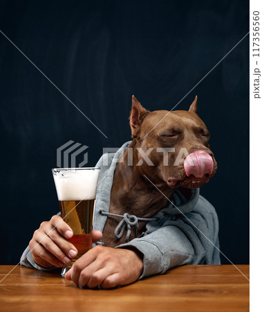 Brown pit bull with human body element, in gray hoodie sitting at wooden desk and tasting delicious lager foamy beer. Pub advertisement, Oktoberfest, party and festivals Brown pit bull with human body element, in gray hoodie sitting at wooden desk and tasting delicious lager foamy beer. Pub advertisement, Oktoberfest, party and festivals 117356560