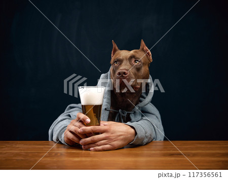 Brown pit bull with human body element wearing gray hoodie, holding beer glass and sitting at wooden desk. Weekends at local pub, refreshing drinks and leisure Brown pit bull with human body element wearing gray hoodie, holding beer glass and sitting at wooden desk. Weekends at local pub, refreshing drinks and leisure 117356561