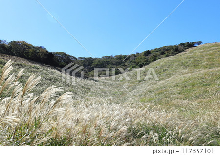 東伊豆町　細野高原のすすき　18 117357101