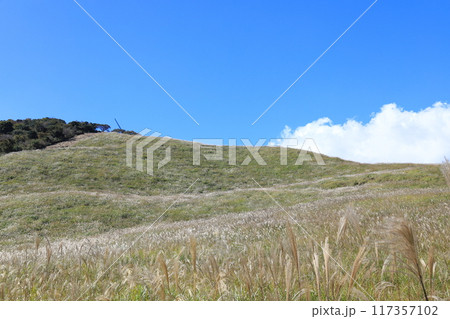 東伊豆町　細野高原のすすき　19 117357102