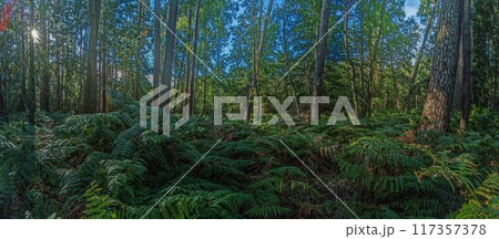Panoramic picture into a dense deciduous forest with ferns on the ground during the day Panoramic picture into a dense deciduous forest with ferns on the ground during the day 117357378