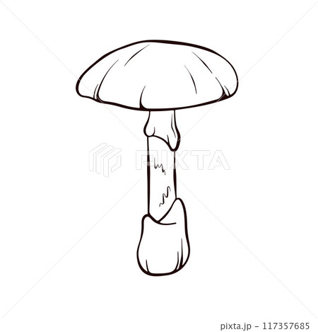 Simple hand drawn Death cap inedible toxic Mushroom. Autumn design. Vector illustration isolated on a white background. 117357685
