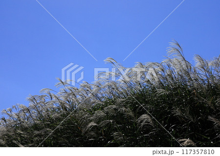 東伊豆町　細野高原のすすき　23 117357810