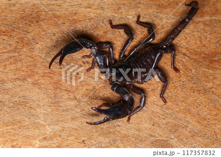 Scorpion on a wooden background. Close up of scorpion 117357832