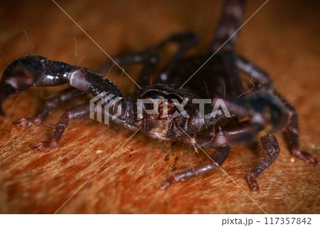 Scorpion on a wooden background. Close up of scorpion Scorpion on a wooden background. Close up of scorpion 117357842