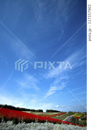 青空の四季彩の丘 青空の四季彩の丘 117357903