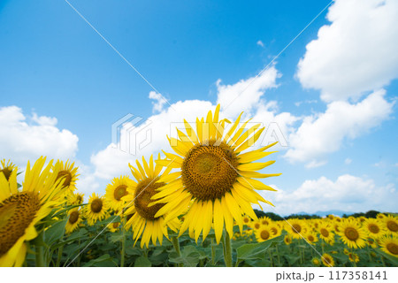 ヒマワリ　 117358141