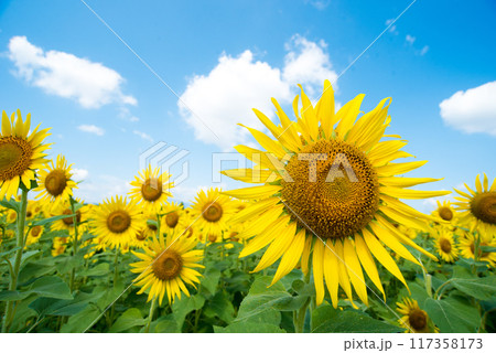 ヒマワリ　 117358173