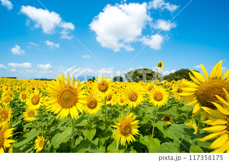 ヒマワリ　 117358175