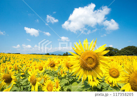 ヒマワリ ヒマワリ 117358205