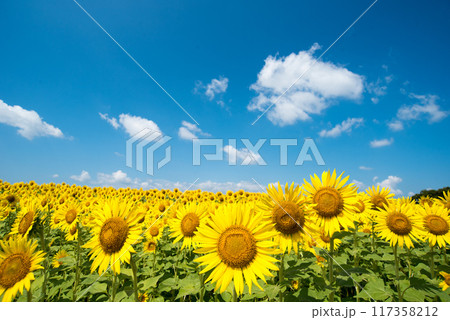 ヒマワリ　 117358212